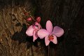Phalaenopsis   037
